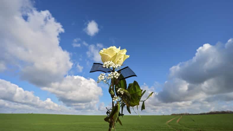 A yellow rose for a memorial after a wrongful death. 